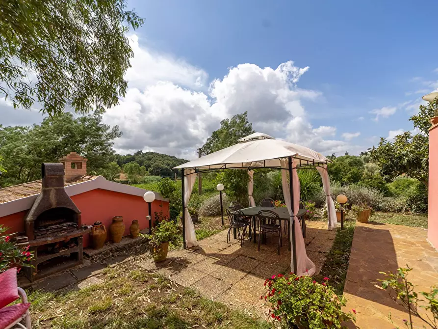 Immagine 24 di Azienda agricola in vendita  in magliano in toscana a Magliano In Toscana