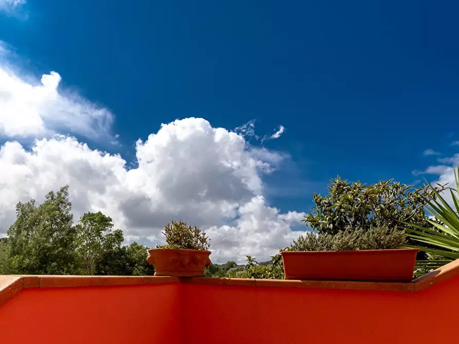 Immagine 26 di Azienda agricola in vendita  in magliano in toscana a Magliano In Toscana