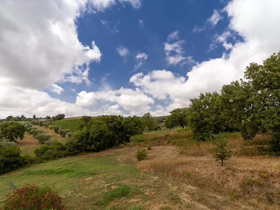 Immagine 44 di Azienda agricola in vendita  in magliano in toscana a Magliano In Toscana