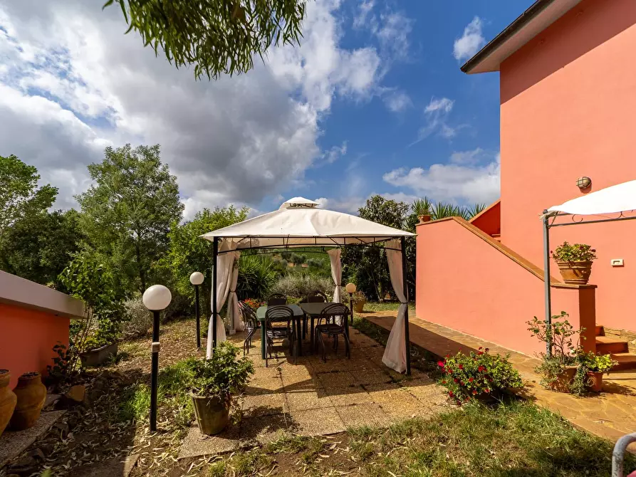 Immagine 45 di Azienda agricola in vendita  in magliano in toscana a Magliano In Toscana