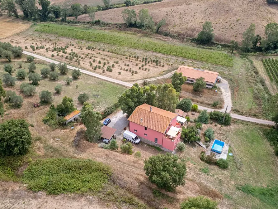 Immagine 48 di Azienda agricola in vendita  in magliano in toscana a Magliano In Toscana