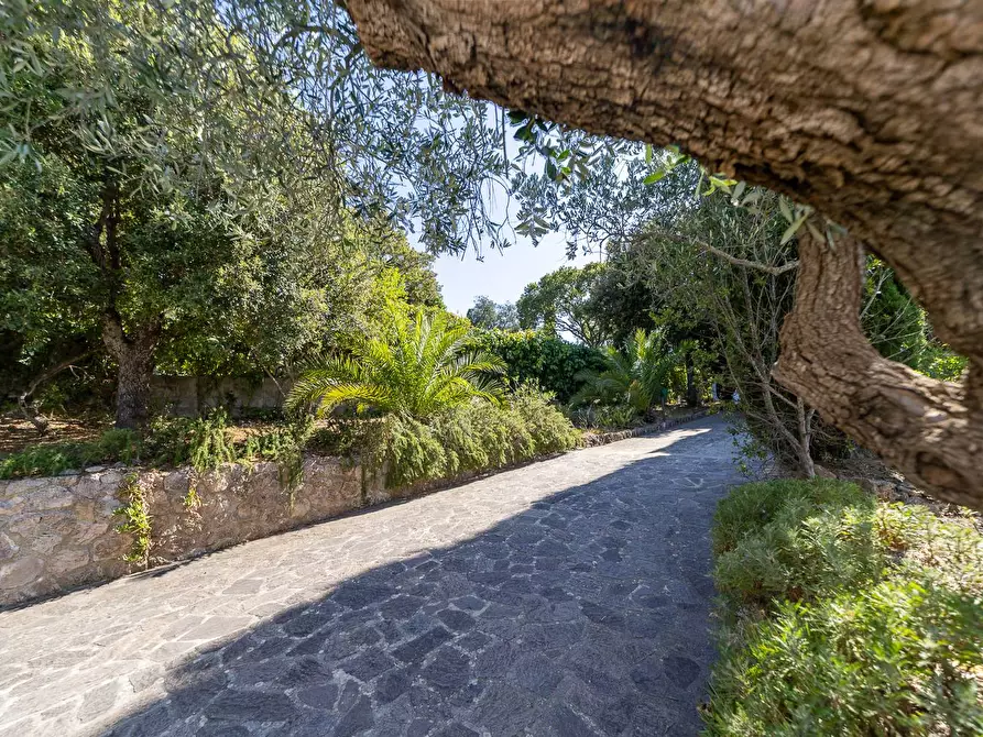 Immagine 14 di Villa in affitto  in Via Lividonia alta snc a Monte Argentario