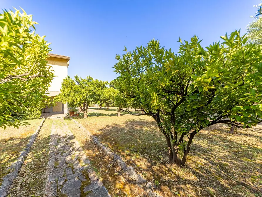 Immagine 3 di Villa in vendita  in Località Pozzarello snc a Monte Argentario