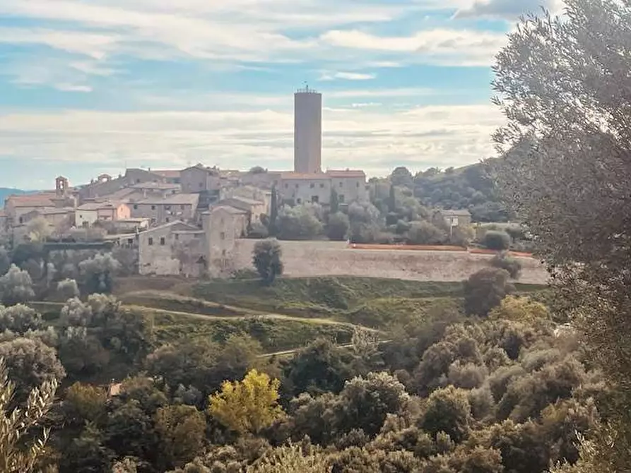 Immagine 16 di Cantina in vendita  in via amiatina pereta a Magliano In Toscana
