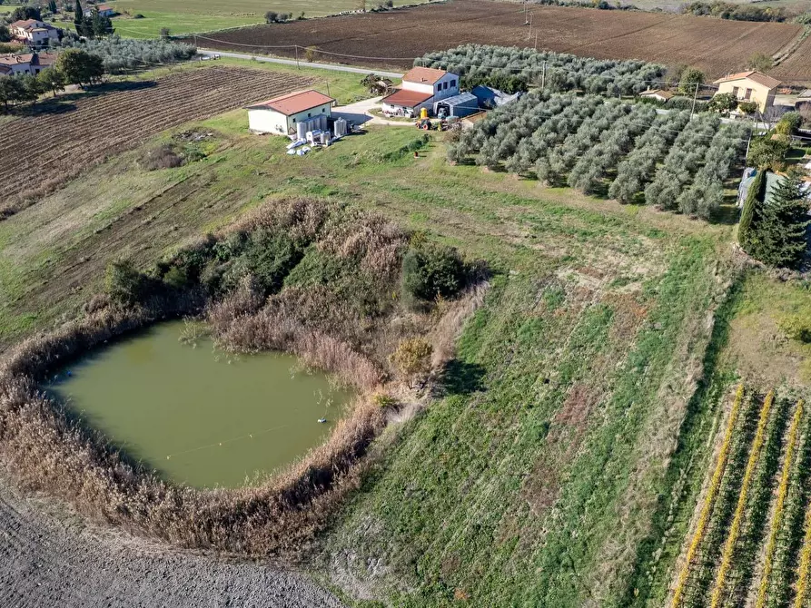Immagine 22 di Azienda agricola in vendita  in Poggio alle Calle snc a Manciano