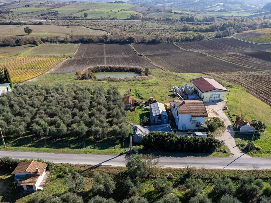 azienda agricola in vendita a Manciano in zona Montemerano