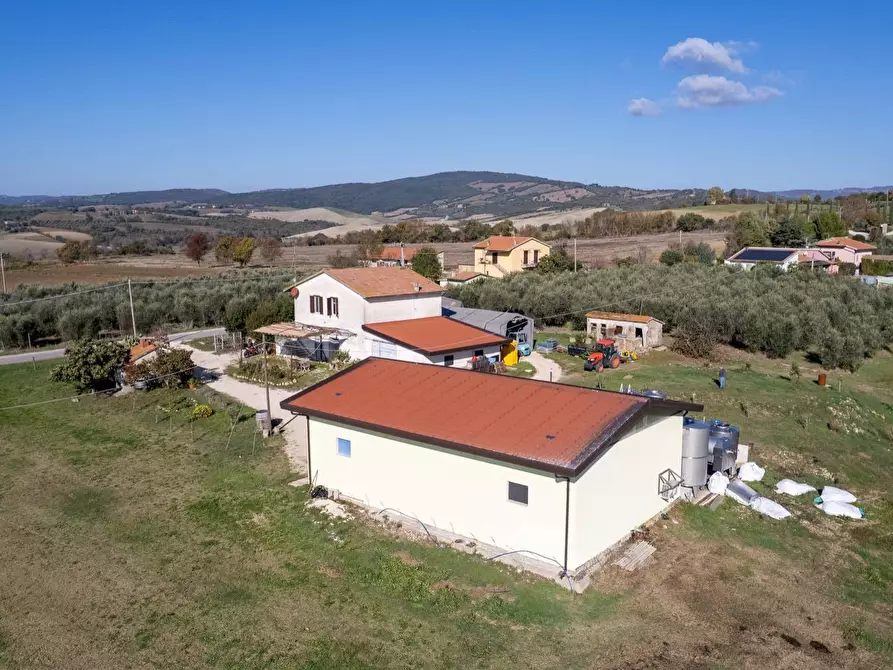 Immagine 8 di Azienda agricola in vendita  in Poggio alle Calle snc a Manciano