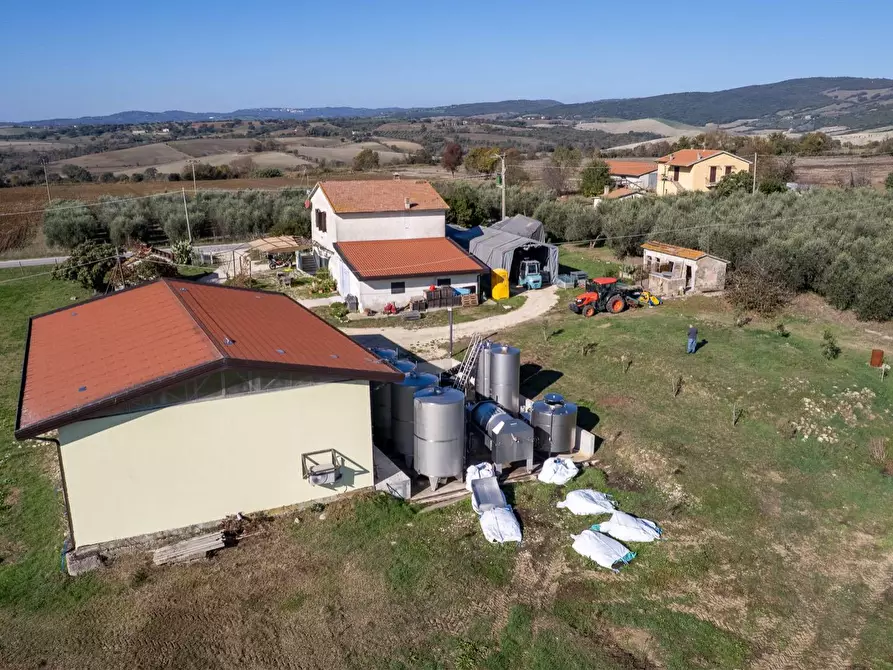 Immagine 9 di Azienda agricola in vendita  in Poggio alle Calle snc a Manciano