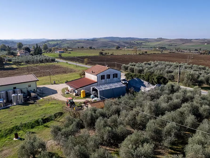 Immagine 11 di Azienda agricola in vendita  in Poggio alle Calle snc a Manciano