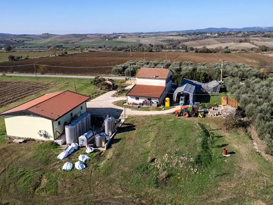 Immagine 10 di Azienda agricola in vendita  in Poggio alle Calle snc a Manciano