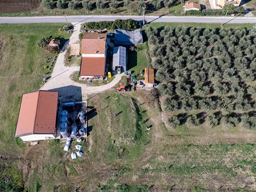 Immagine 12 di Azienda agricola in vendita  in Poggio alle Calle snc a Manciano