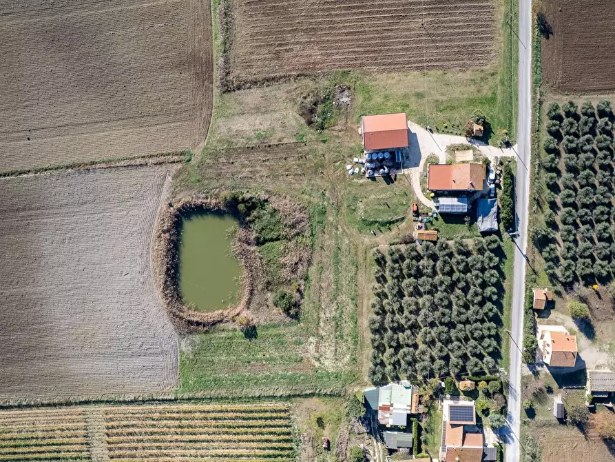 Immagine 18 di Azienda agricola in vendita  in Poggio alle Calle snc a Manciano