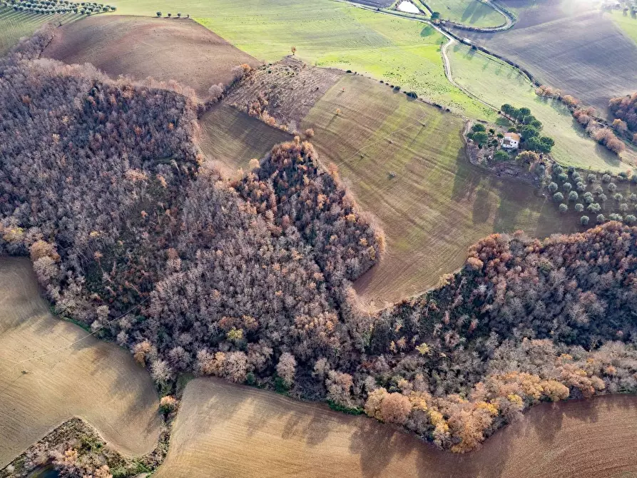 Immagine 4 di Villa in vendita  in Località Cavallini a Manciano