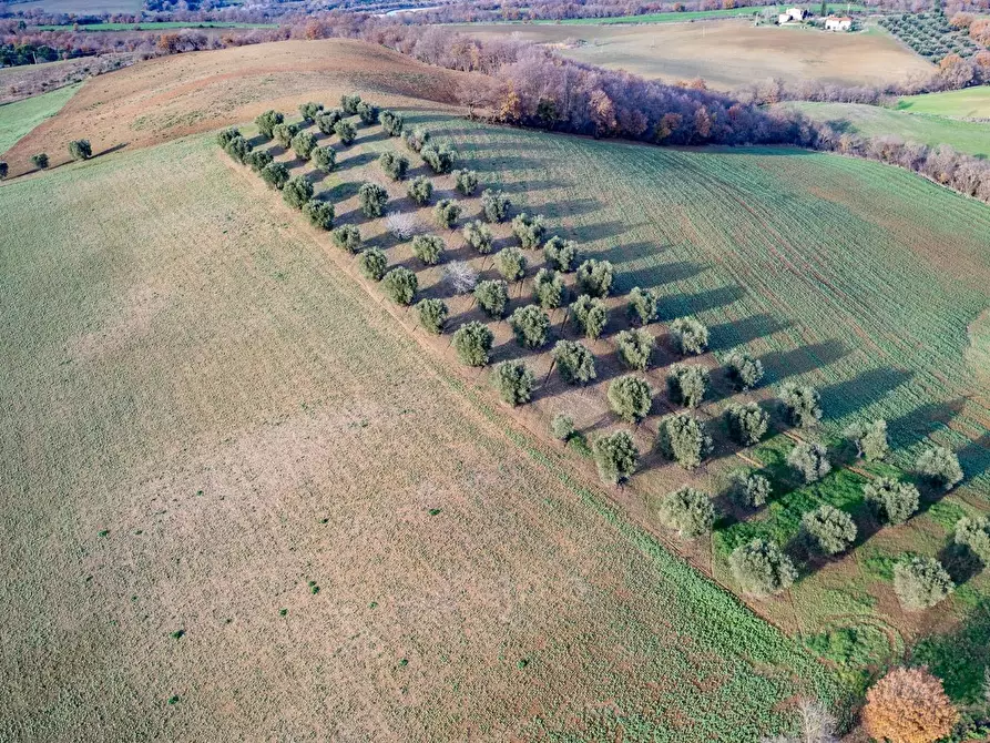 Immagine 8 di Villa in vendita  in Località Cavallini a Manciano