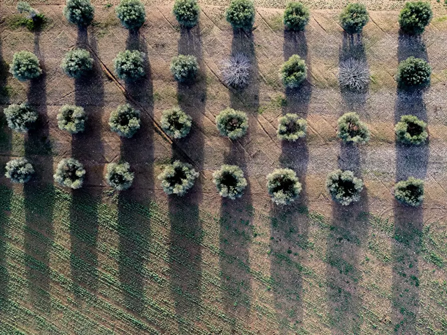 Immagine 9 di Villa in vendita  in Località Cavallini a Manciano