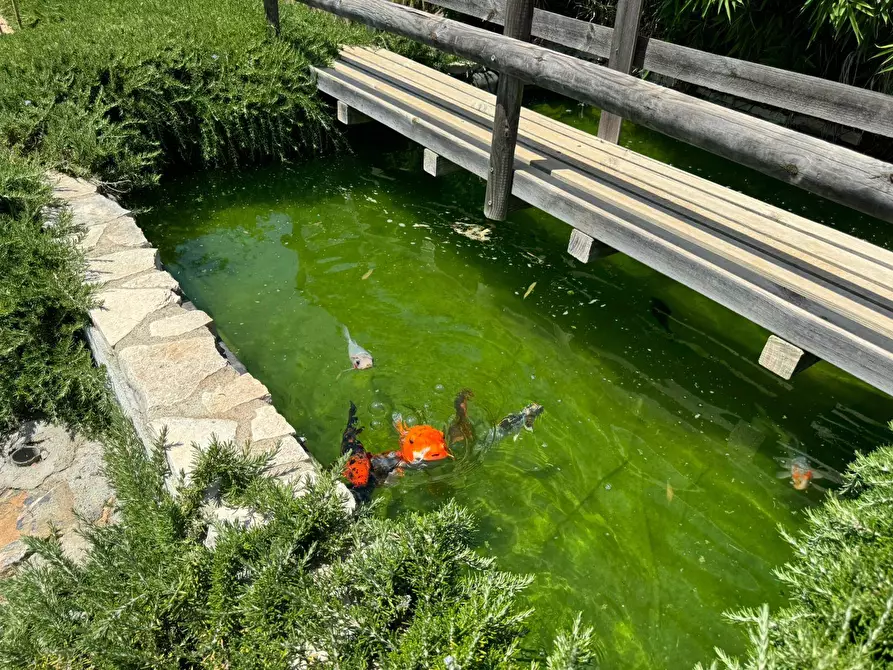Immagine 20 di Villa in vendita  in Località Pispino snc a Monte Argentario