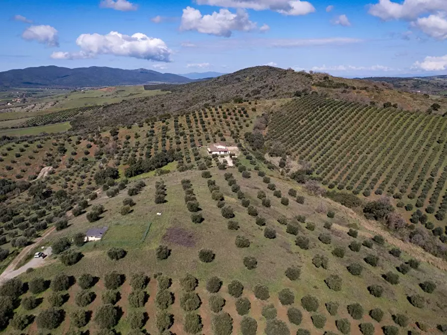 Immagine 7 di Terreno agricolo in vendita  in località la marta a Orbetello