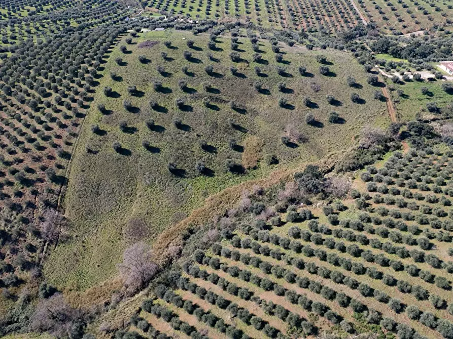 Immagine 3 di Terreno agricolo in vendita  in località la marta a Orbetello