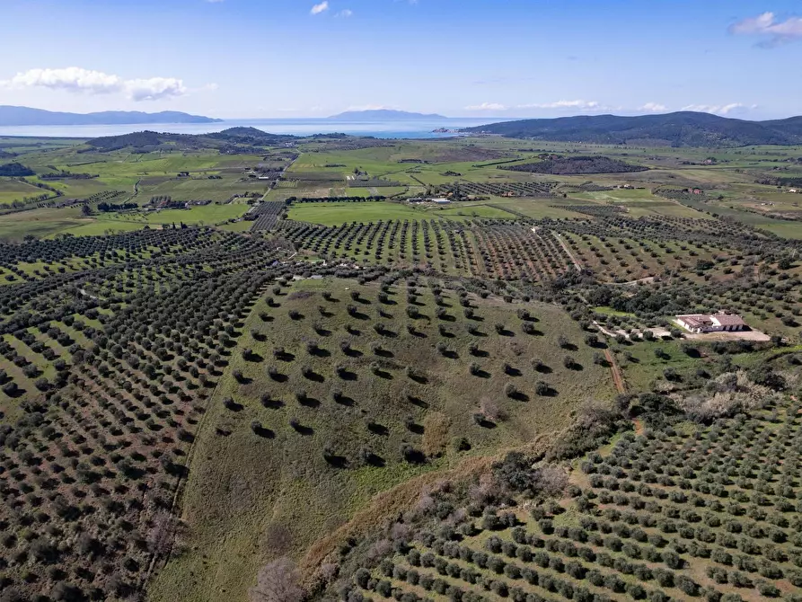 Immagine 9 di Terreno agricolo in vendita  in località la marta a Orbetello