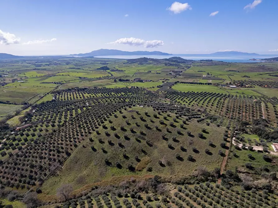 Immagine 10 di Terreno agricolo in vendita  in località la marta a Orbetello