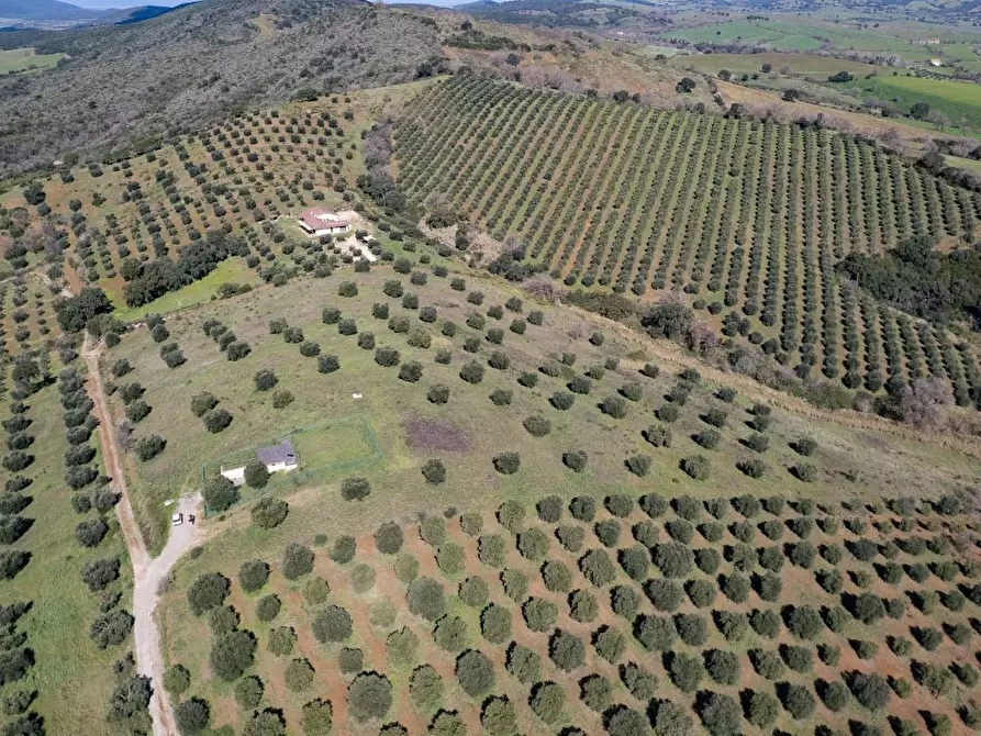 Immagine 13 di Terreno agricolo in vendita  in località la marta a Orbetello