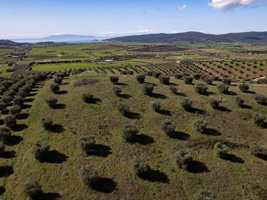 Immagine 5 di Terreno agricolo in vendita  in località la marta a Orbetello