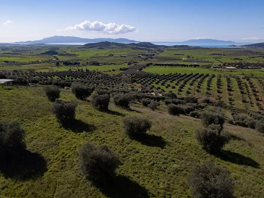 Immagine 2 di Terreno agricolo in vendita  in località la marta a Orbetello