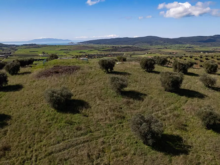 Immagine 14 di Terreno agricolo in vendita  in località la marta a Orbetello