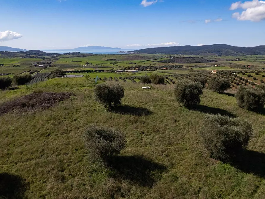 Immagine 15 di Terreno agricolo in vendita  in località la marta a Orbetello