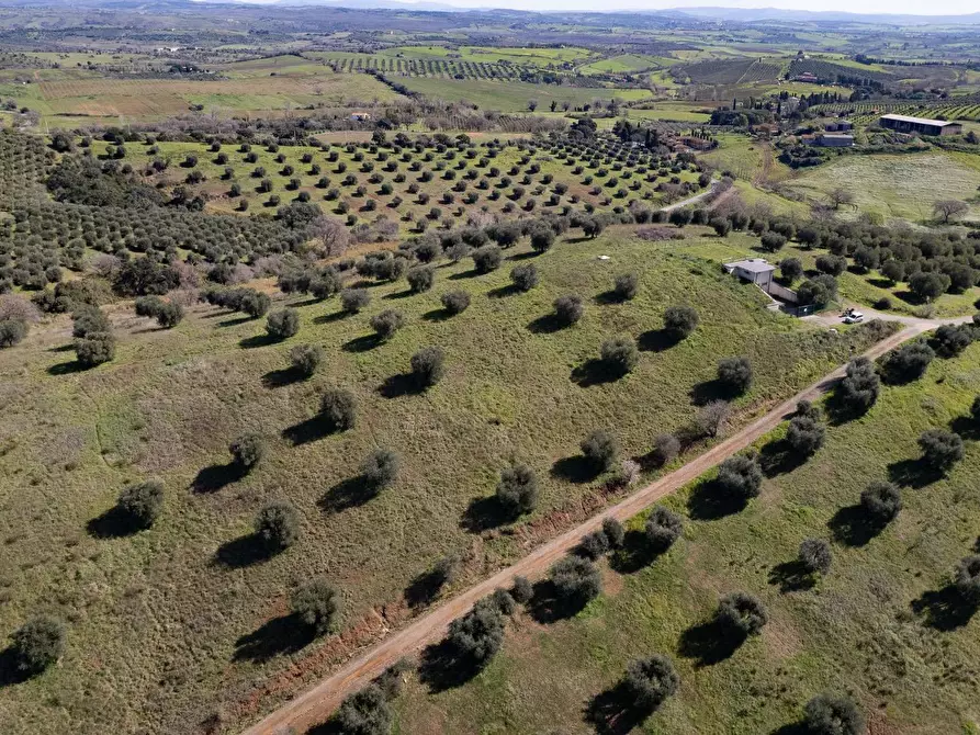 Immagine 6 di Terreno agricolo in vendita  in località la marta a Orbetello