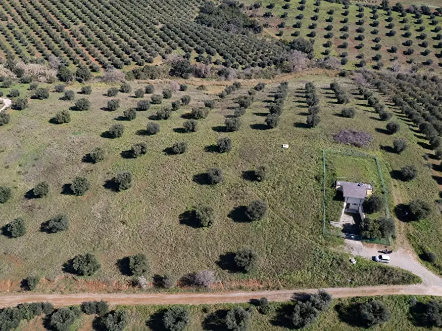 Immagine 19 di Terreno agricolo in vendita  in località la marta a Orbetello
