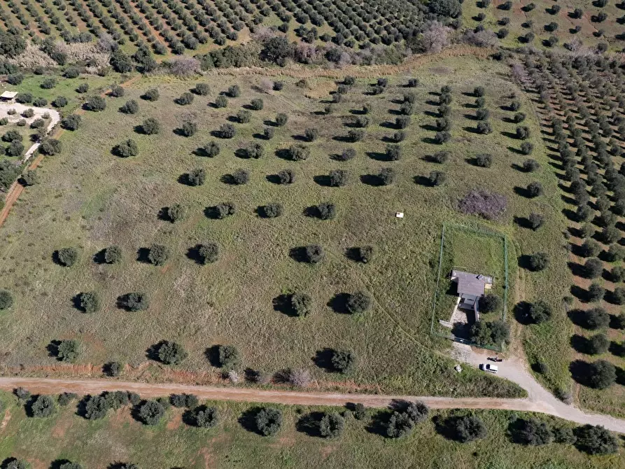 Immagine 21 di Terreno agricolo in vendita  in località la marta a Orbetello