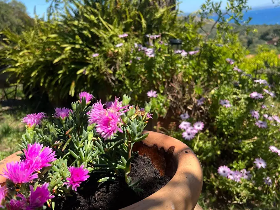 Immagine 29 di Villa in affitto  in Via dei Molini snc a Monte Argentario