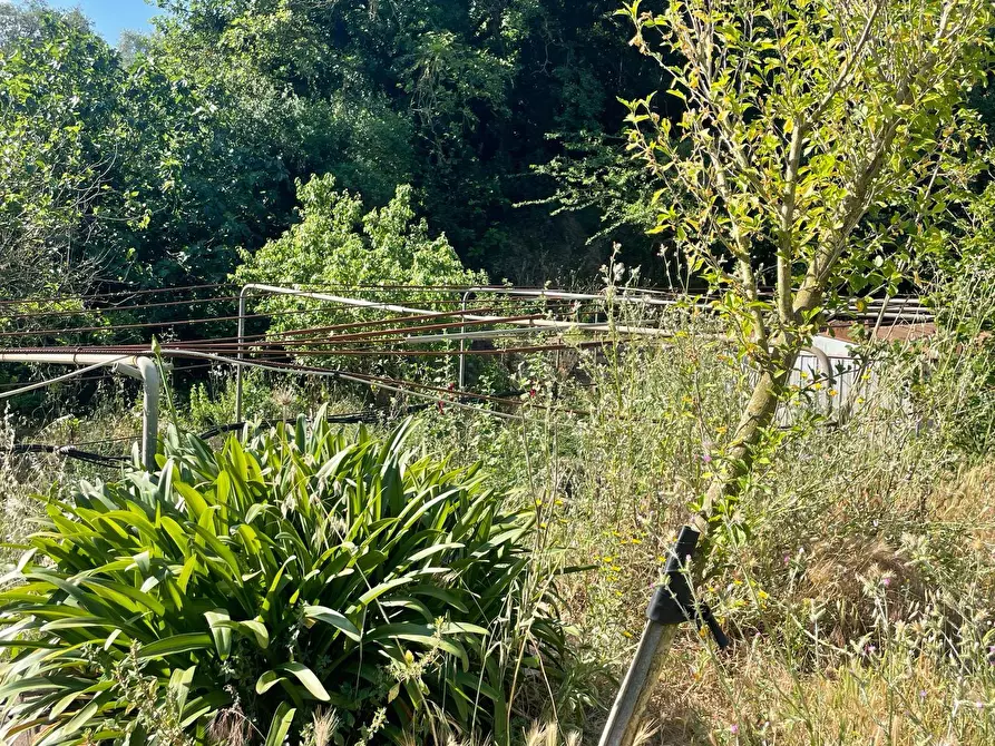 Immagine 7 di Casa indipendente in vendita  in Località Pispino snc a Monte Argentario