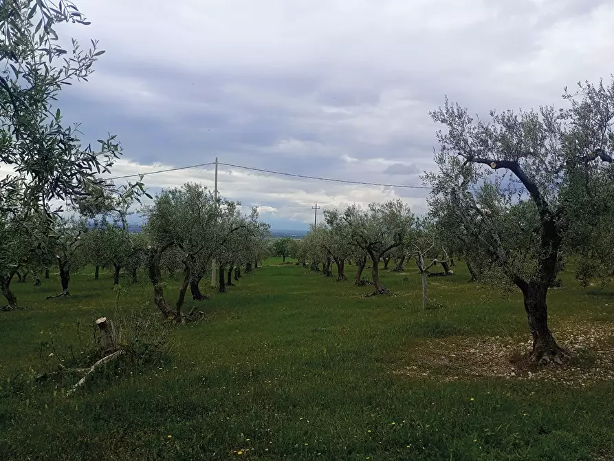Immagine 3 di Rustico / casale in vendita  a San Giovanni Rotondo
