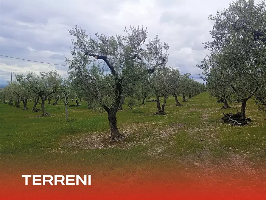 Immagine 9 di Rustico / casale in vendita  a San Giovanni Rotondo