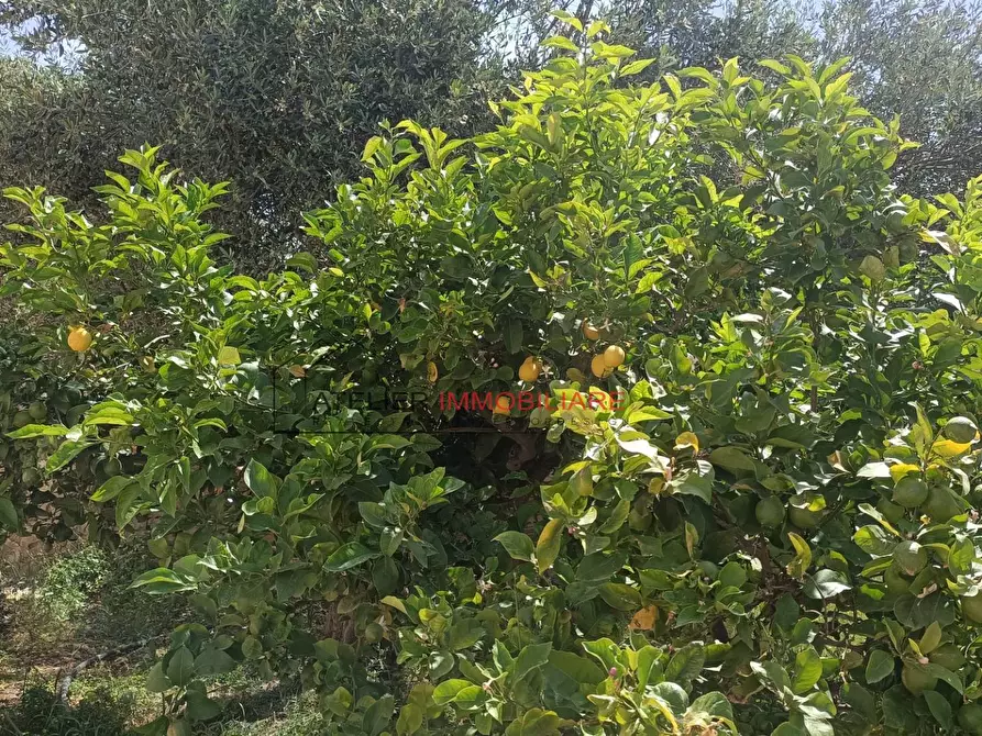 Immagine 32 di Villa in vendita  in C.da Peralta - SP 25 a Ragusa