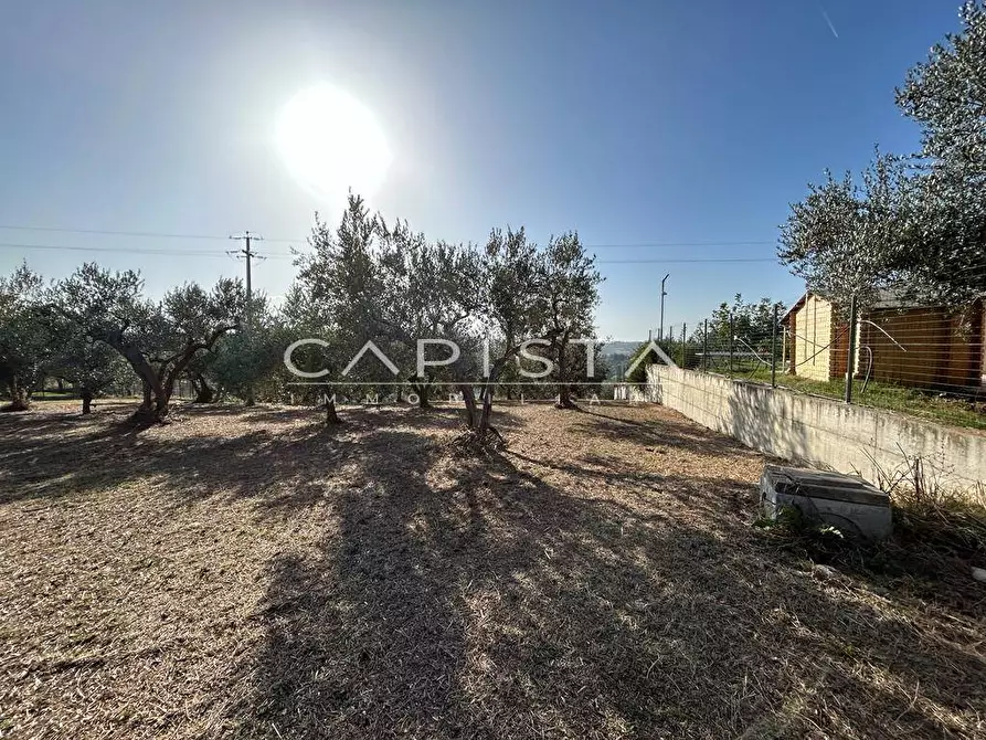 Immagine 2 di Terreno agricolo in vendita  a San Vito Chietino
