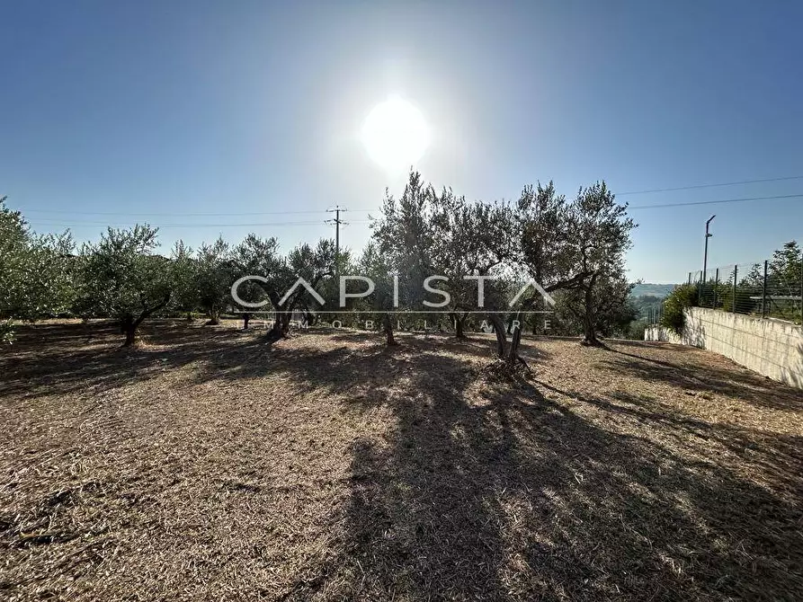 Immagine 4 di Terreno agricolo in vendita  a San Vito Chietino