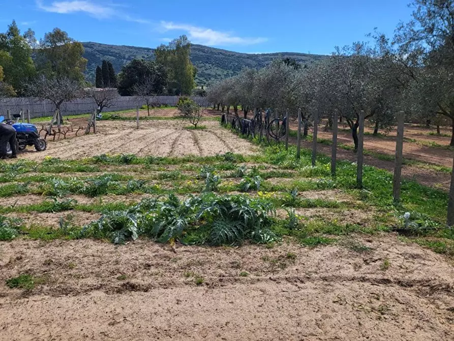 Immagine 8 di Terreno agricolo in vendita  in Medadeddu a Carbonia