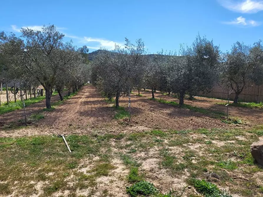 Immagine 9 di Terreno agricolo in vendita  in Medadeddu a Carbonia