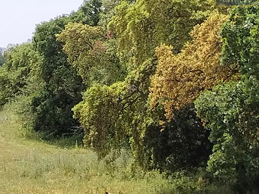 Immagine 4 di Agriturismo in vendita  in via Apriliana a Aprilia