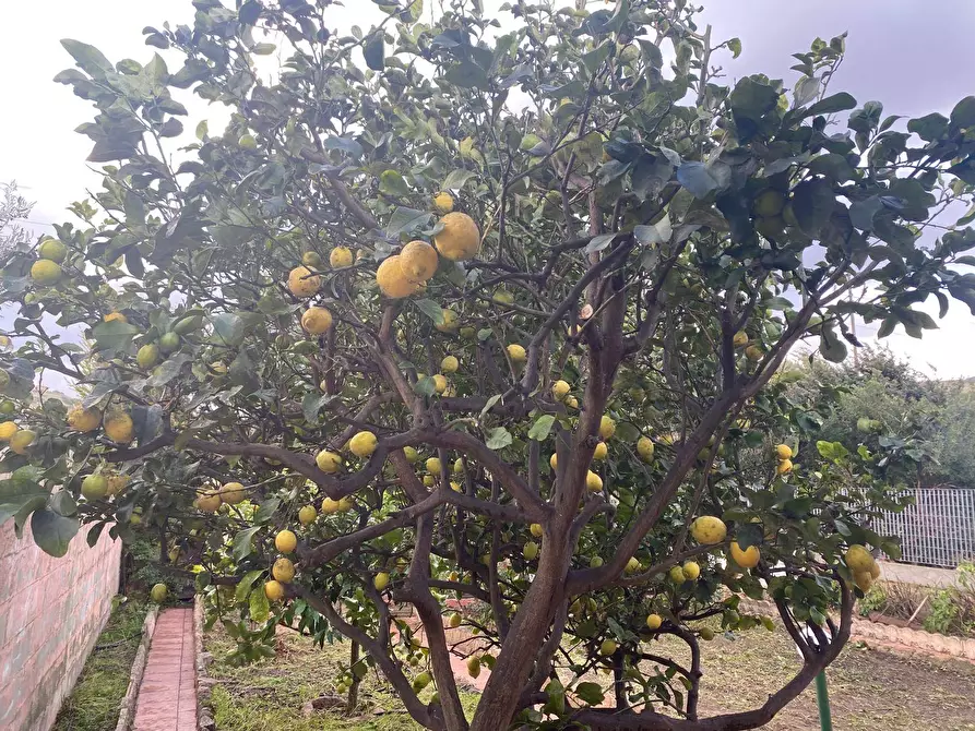 Immagine 6 di Villetta a schiera in vendita  in via Pedro Cabral 7 a Valledoria