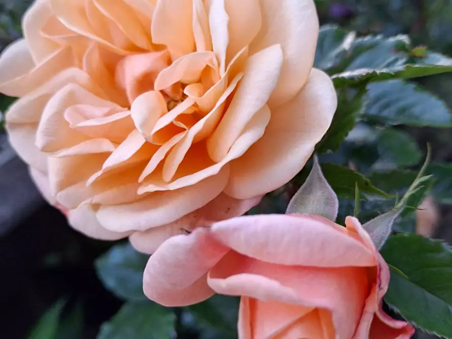 Immagine 21 di Villa in vendita  in Via Cardia 6 a Gignese