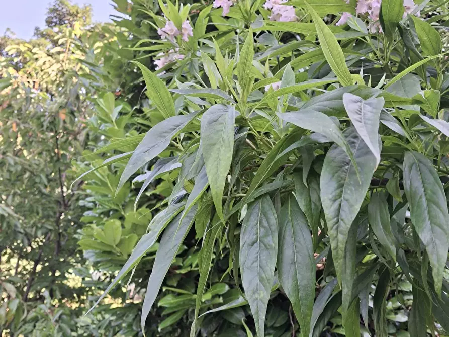 Immagine 22 di Villa in vendita  in Via Cardia 6 a Gignese