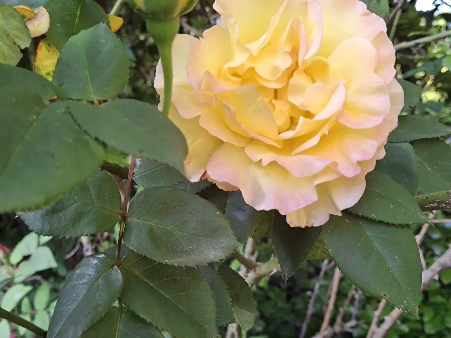 Immagine 34 di Villa in vendita  in Via Cardia 6 a Gignese