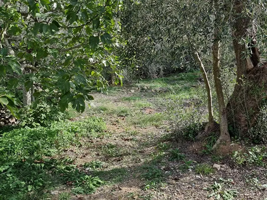 Immagine 6 di Villa in vendita  in Via Fanny Roncati Carli a Imperia