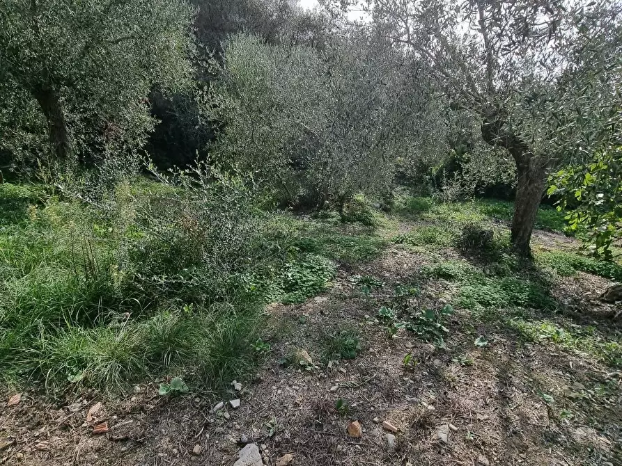 Immagine 7 di Villa in vendita  in Via Fanny Roncati Carli a Imperia