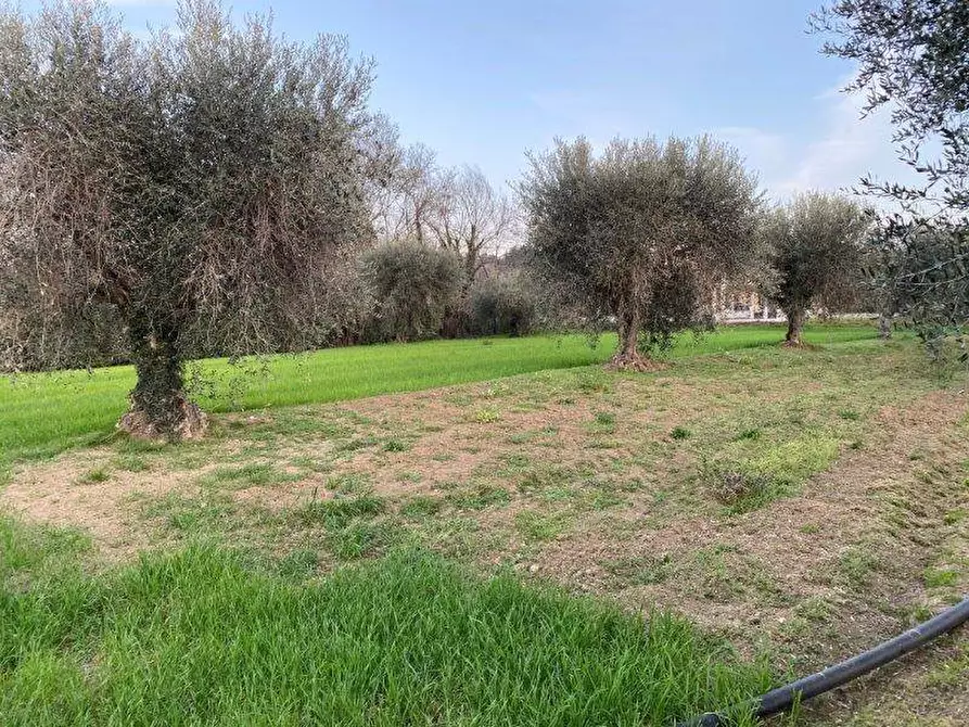 Immagine 4 di Terreno agricolo in vendita  in Via del vecchio forte snc a Alba Adriatica