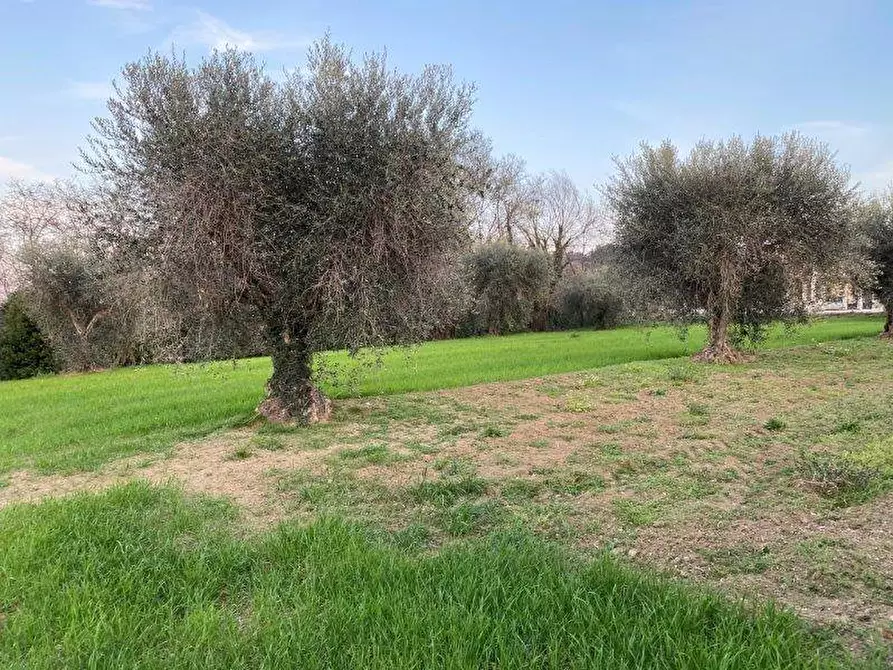Immagine 5 di Terreno agricolo in vendita  in Via del vecchio forte snc a Alba Adriatica